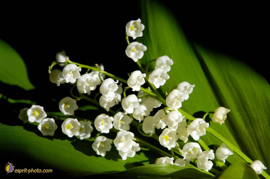 Nom de l'image : EG-Nat-406_(c)Norbert-JUNG — Description :